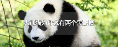 ​大熊猫为什么有两个黑眼圈作文 大熊猫为什么有两个黑眼圈20字最佳答案