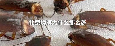 ​北京怎么那么多蟑螂 为什么北京有蟑螂