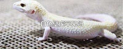 ​白色的壁虎长什么样子 白色壁虎和黑色壁虎