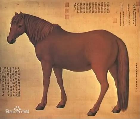 房兵曹胡马翻译及赏析