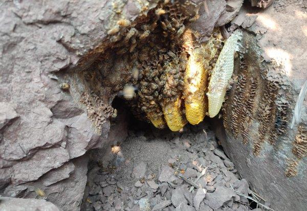 关于蜜蜂的知识资料简介