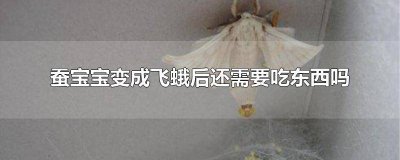 ​蚕宝宝变成飞蛾喂什么 蚕变成蚕蛾之后吃什么东西