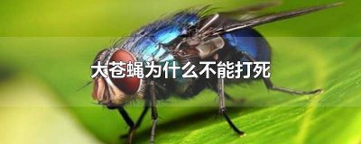 ​苍蝇可以直接打死吗视频 苍蝇可以直接打死吗图片