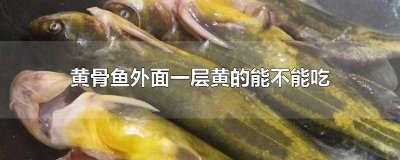 ​鱼骨头黄能吃吗 黄骨鱼吃的时候需要把黄的弄掉嘛
