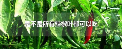 ​辣椒叶能食用吗 辣椒叶子可以吃吗?