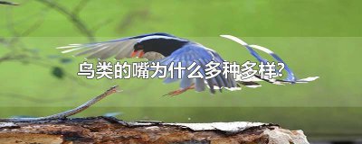 ​鸟类的嘴为什么多种多样作文二年级 写大嘴鸟的作文