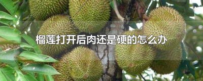 ​榴莲开口了但肉很硬能吃吗 榴莲开了硬硬的肉能吃吗有毒吗