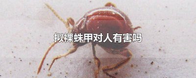 ​裸蛛甲防治 裸蛛甲怎么来的