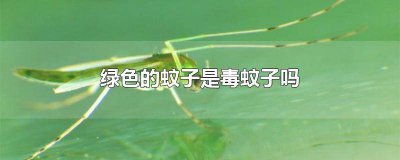 ​绿色的蚊子有害吗图片 蚊子怕绿色吗