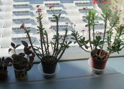 ​海棠花只剩树干了怎么办？还能活吗？