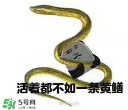 七彩皮皮鳝我们往死里钻是什么意思？七彩皮皮鳝我们去个好地方是什么意思？
