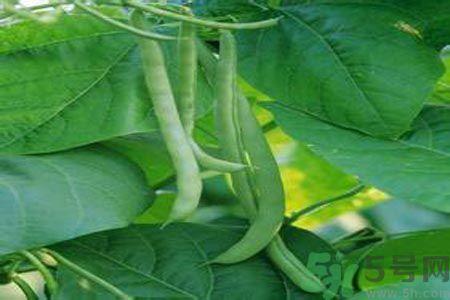 四季豆没熟吃了会中毒吗？吃四季豆中毒了怎么办？