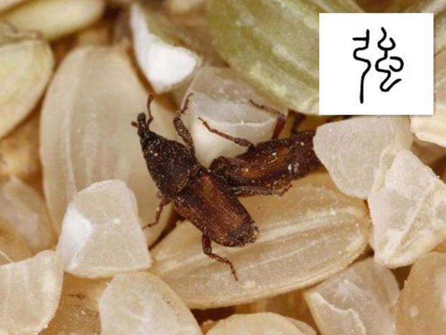 你知道“曱甴”是什么吗？在你们那里这个怎么说？
