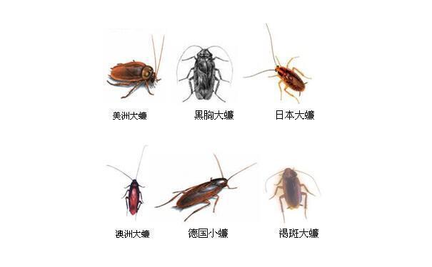 你知道“曱甴”是什么吗？在你们那里这个怎么说？