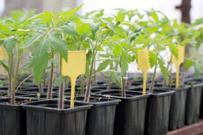 ​买了一个西红柿，切成片埋土里，没想到吃都吃不完......