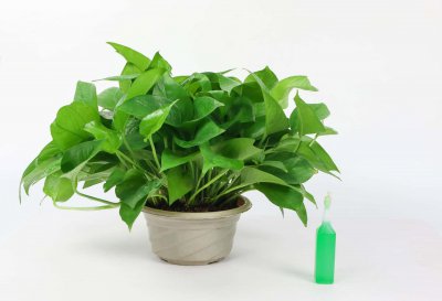 ​她只用3根木棍，花10天将绿萝养成了瀑布，咋做的？