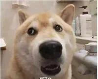存了表情图，斗图得心应手，萌萌柴犬表情包