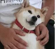 存了表情图，斗图得心应手，萌萌柴犬表情包