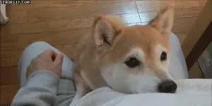 存了表情图，斗图得心应手，萌萌柴犬表情包