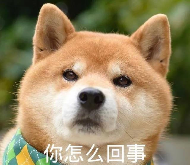 存了表情图，斗图得心应手，萌萌柴犬表情包