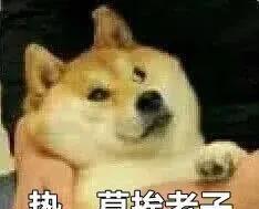 存了表情图，斗图得心应手，萌萌柴犬表情包
