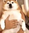 存了表情图，斗图得心应手，萌萌柴犬表情包