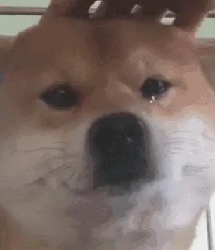 存了表情图，斗图得心应手，萌萌柴犬表情包