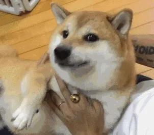 存了表情图，斗图得心应手，萌萌柴犬表情包