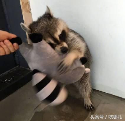 还记小浣熊干脆面吗？这次又火了干脆面君风靡网络不是没有原因的