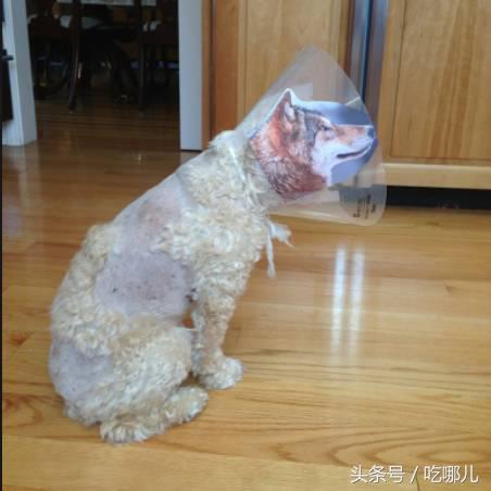 还记小浣熊干脆面吗？这次又火了干脆面君风靡网络不是没有原因的