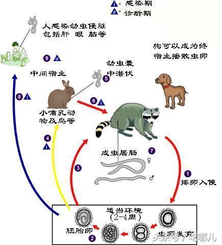 还记小浣熊干脆面吗？这次又火了干脆面君风靡网络不是没有原因的