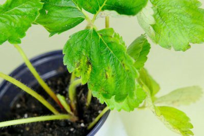 ​草莓几月份种