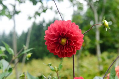 ​大丽花能过冬吗