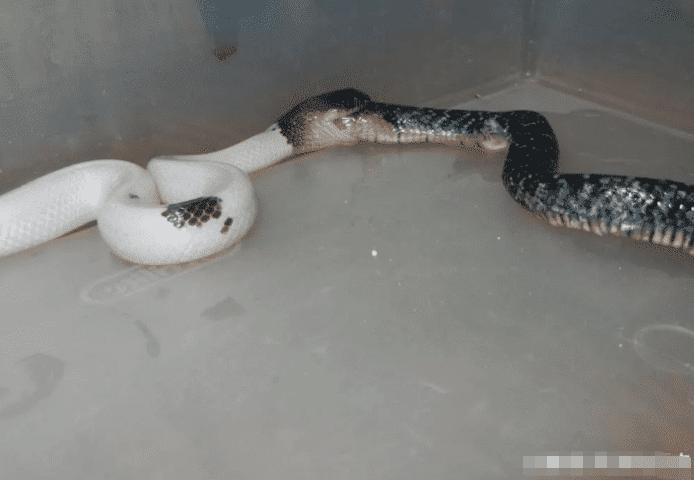 百毒不侵专吃毒蛇的蛇，没几个人见过它的真容