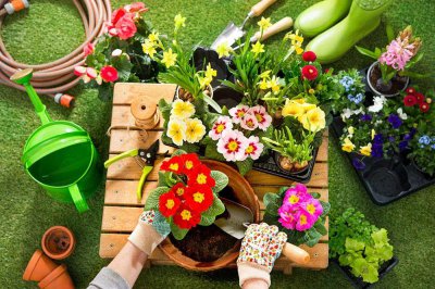 ​独脚金的种植方法、栽培技术