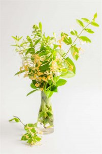 ​金银花施肥禁忌