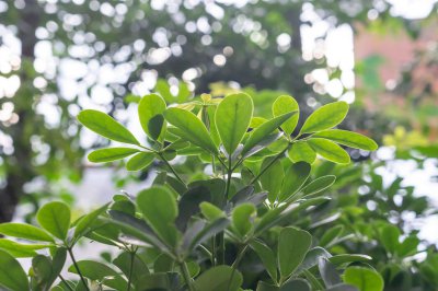 ​鸭掌木长多高打头好