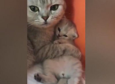 ​主人要把小猫卖掉，母猫死活不肯，直到拿出了小鱼干！