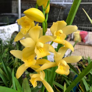 ​黄金小神童，花大味浓，花色金黄，香气迷人，适合新手养护