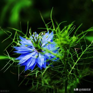 ​媲美铁线莲的黑种草，你知道怎么种植吗?答案竟如此简单