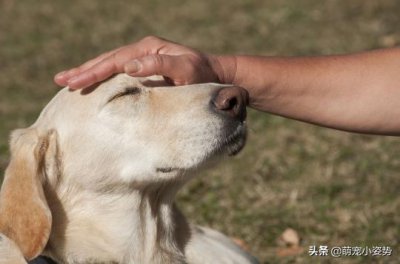 ​摸摸狗头不会让狗狗感到高兴？你知道在它眼里算啥吗？