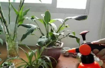 ​花盆里满是“小黑飞”，教你2招“除虫”，统统消灭，简单高效