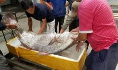 ​毛鲿鱼：石鱼无罪，怀鳔其罪