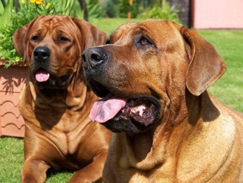 土佐犬是优秀的东方斗犬，它外表平静不易怒，对待同类比较凶猛