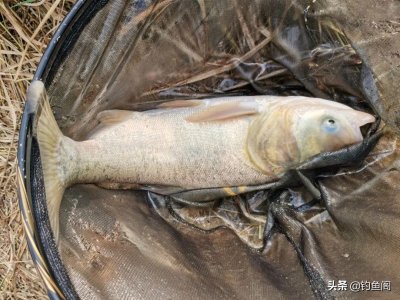 ​手竿钓鲢鳙调漂方法，分享一个小技巧，让调漂更加简单