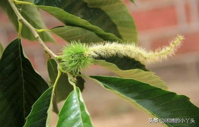 ​栗子花开白似雪，绒毛果香真心语