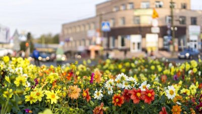 ​20多个城市的市花，你见过哪些？快来比比美